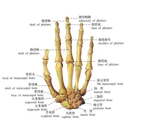 指根|哪里是指根？（手指根部）